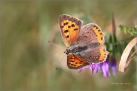 <p>OHNIVÁČEK ČERNOKŘÍDLÝ (Lycaena phlaeas) ---- /Small copper - Kleiner Feuerfalter/</p>